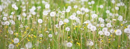 Green lawn with blooming dandelion flowers on a clear sunny day. Spring, summer beginning. Forest, public park. Soft sunlight, sunbeams. Nature, botany, environment, ecology, ecotourism, gardeningの写真素材