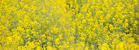 Rural landscape. Blooming yellow rapeseed field on a clear sunny summer day. Floral pattern....