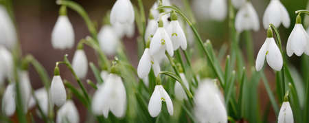 Blooming forest meadow, white Galanthus (snowdrops) flowers close-up. Early spring in Europe. Pure...