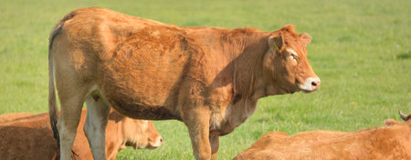 Brown cows grazing on a green forest meadow. Summer rural scene. Pastoral landscape. Domestic animals, livestock, farm, food industry, beef and milk, alternative production, countryside livingの写真素材