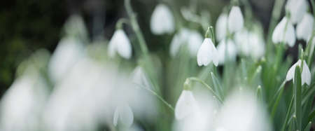Blooming forest meadow, white Galanthus (snowdrops) flowers close-up. Early spring in Europe. Pure nature, environmental conservation, ecology, landscaping, gardening, perfume. Peace and joy conceptsの写真素材