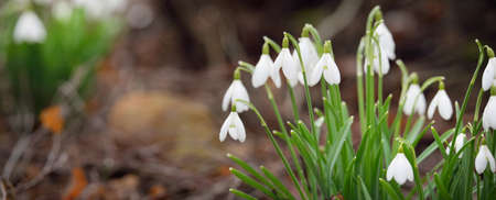 Forest floor of blooming white Galanthus (snowdrops) flowers. Early spring in Europe. Pure nature,...