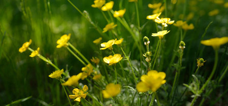 Green lawn with blooming yellow wildflowers (Ranunculus polyanthemos) on a clear sunny day. Spring,...