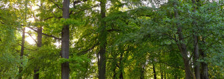 Pathway (alley) in a green deciduous forest park on a sunny spring day. Mighty trees. Soft sunlight,...