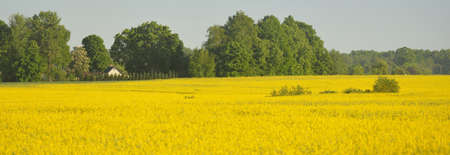 Spring rural landscape. View of the blooming rapeseed field and forest in the background on a clear...