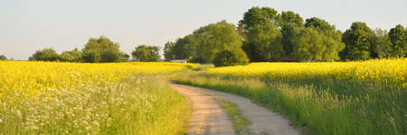 Country road through the blooming yellow rapeseed field and forest. Clear blue sky. idyllic rural scene. Agriculture, fuel industry, alternative energy, environmental conservation, remote placesの写真素材