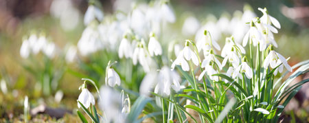 Blooming galanthus (snowdrops) flowers in a park. Early spring. Purity, peace, joy, Easter theme. Nature, landscaping, gardening, environmental conservation. Sunshine, golden hour, soft sunlightの写真素材