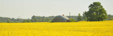 Spring rural landscape. View of the blooming rapeseed field and forest in the background on a clear sunny day. Agriculture, biotechnology, fuel, food industry, alternative energy, environment, natureの写真素材