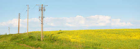Country road through the blooming yellow rapeseed field and forest. Electricity power line. Clear blue sky. idyllic rural scene. Remote places, logistics, communications, infrastructure, ecologyの写真素材