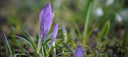 Sleeping purple crocus flowers in a park, close-up. Early spring. Europe. Symbol of peace and joy,...