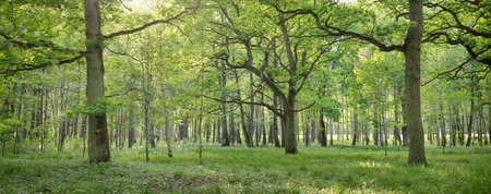 Deciduous forest (public park) on a clear summer day. Mighty trees, moss, green plants. Pure...