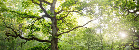 Close-up of mighty sorcerer oak tree in the green deciduous forest (public park). Atmospheric summer landscape. Pure nature, ecology, environmental conservation. Europe. Mystery, mythology, fairy taleの写真素材