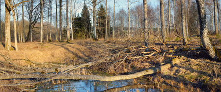 Village on the forest lake shore (river) at sunset. Soft sunlight, reflections on water, natural...