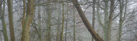 Mighty deciduous beech trees in a thick fog. Dark tree silhouettes. Public city park, forest. Spring...