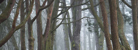 Mighty trees in a thick fog. Dark tree silhouettes. Public city park, forest. Spring landscape. Nature, ecotourism, ecology, environmental conservation, landscapingの写真素材