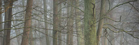 Mighty deciduous beech trees in a thick fog. Dark tree silhouettes. Public city park, forest. Spring...
