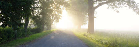 Rural road in majestic green deciduous forest. Natural tunnel. Mighty trees. Fog, sunbeams, soft sunlight. Atmospheric dreamlike summer landscape. Pure nature, ecology, ecotourism, walking, cyclingの写真素材
