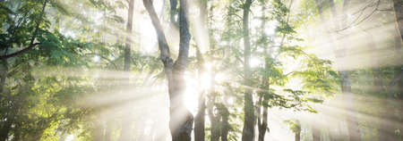 Sunbeams flowing through the tree branches and green leaves in a majestic deciduous forest....
