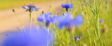 Blooming blue Centaurea flowers on a green country agricultural field, close-up. Nature,...
