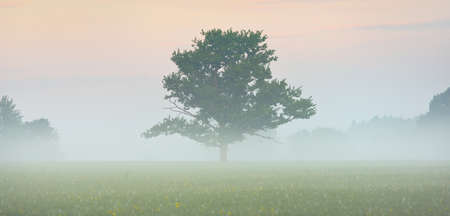 Mighty oak tree on the hills of plowed agricultural field in a fog at sunrise. Picturesque panoramic summer scenery. Idyllic rural scene. Soft sunlight. Nature, trees, farm, lumber industryの写真素材