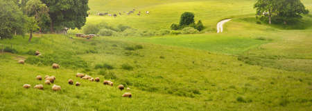 Picturesque panoramic scenery of the green hills and meadows (agricultural fields). Sheeps grazing, close-up. Forest in the background. Idyllic summer rural scene. Pastoral landscape. New Zealandの写真素材
