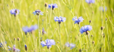 Blooming blue Centaurea flowers on a green country agricultural field, close-up. Nature,...