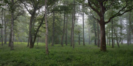 Majestic summer forest. Fog, soft sunlight. Mighty trees, green leaves, plants. Atmospheric...