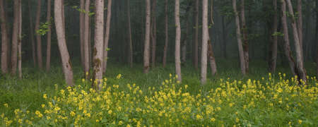 Majestic green summer forest. Fog, soft sunlight. Mighty trees, wildflowers, plants. Atmospheric...