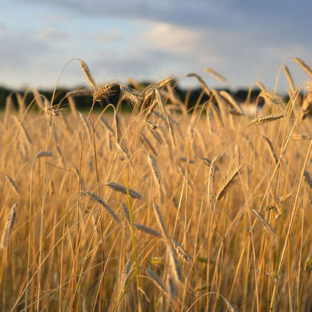 Panoramic view of golden agricultural crop field at sunset. Idyllic summer rural scene. Nature, ecology, farm and food industry, ecotourism, remote placesの写真素材