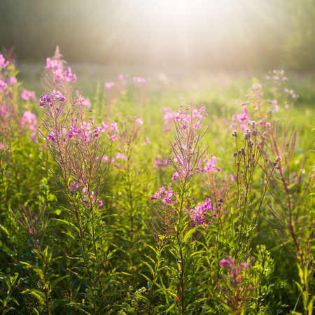 Blooming pink wildflowers (Chamaenerion angustifolium) on a green country field, close-up. Natural floral background. Summer rural scene. Nature, botany, agriculture, gardening, alternative medicine;の写真素材