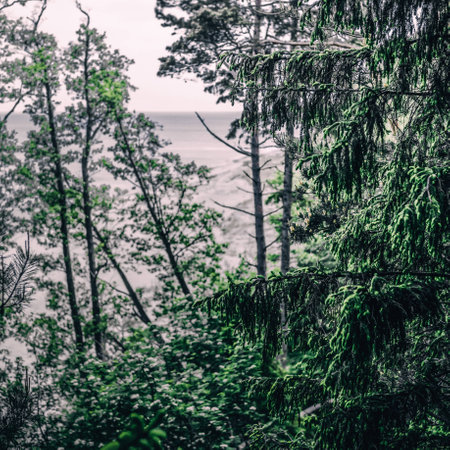 Evergreen forest. Mighty pine and deciduous trees, moss, fern, plants. Natural textures. Atmospheric landscape. Pure nature, environment, ecology, eco tourismの写真素材