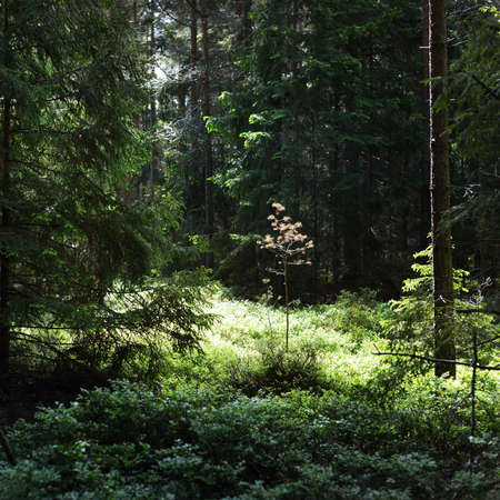 Evergreen forest. Mighty pine and deciduous trees, moss, fern, plants. Natural textures. Atmospheric...