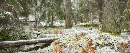 Pathway through the snow-covered overgrown hill in a majestic evergreen forest, mighty pine and...