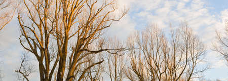 Clear blue sky, glowing clouds above the forest park. Tree silhouettes. Cloudscape. Spring....