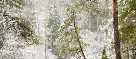 Snow-covered overgrown hills in a majestic evergreen forest, mighty pine and spruce trees, tree logs, moss, plants. Atmospheric winter scene. Nature, ecotourism, hiking. Aerial viewの写真素材