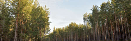 Majestic evergreen forest. Mighty pine and spruce trees. Soft light. Early spring. Pure nature....