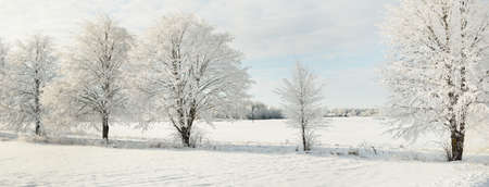 Snow-covered trees. Pure sunlight, clear blue sky. Winter wonderland. Ecology, eco tourism, environmental conservation, christmas vacationsの写真素材