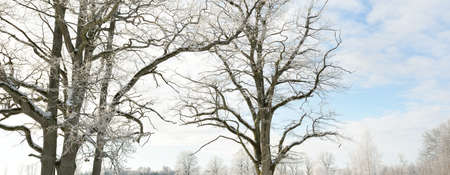 Snow-covered trees. Pure sunlight, clear blue sky. Winter wonderland. Ecology, eco tourism,...