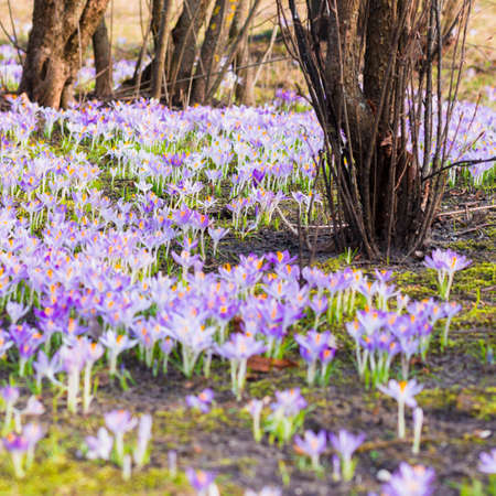 Close-up of blooming purple crocus flowers. Trees in the background. Forest park. Europe. Early...