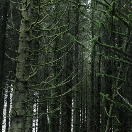 Scottish evergreen rainforest. Mighty pine and spruce trees, moss, plants, fern. Ardrishaig,...