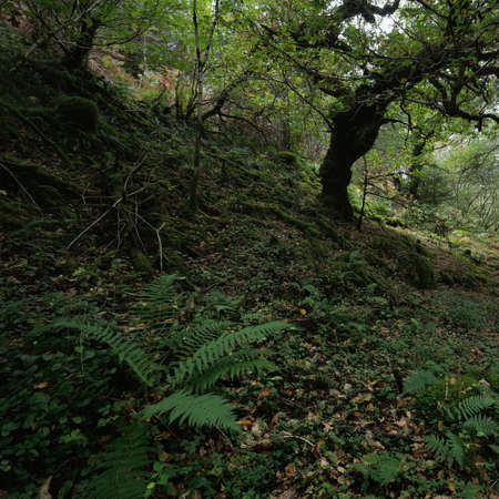 Scottish evergreen rainforest. Mighty pine and spruce trees, moss, plants, fern. Ardrishaig, Scotland, UK. Dark atmospheric landscape. Nature, travel destinations, hiking, ecotourism. Panoramic viewの写真素材