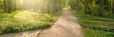 Pathway in a majestic green deciduous and pine forest park. Natural tunnel. Mighty tree silhouettes....