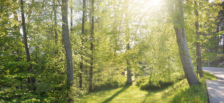 Pathway through the green forest park on a clear day. Mighty trees, plants. Soft sunlight, sunbeams,...