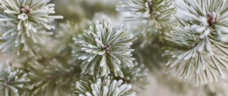 Young evergreen tree branch with a cone covered with frost, needles close-up. Pine, spruce. fir...
