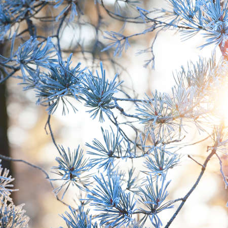 Young pine tree branch with a cone covered with hoarfrost, needles close-up. Evergreen coniferous forest at sunset, soft light. Winter wonderland, Christmas, pure natureの写真素材