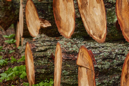 Freshly made firewood in the forest, tree logs close-up. Environmental damage, ecological issues,...