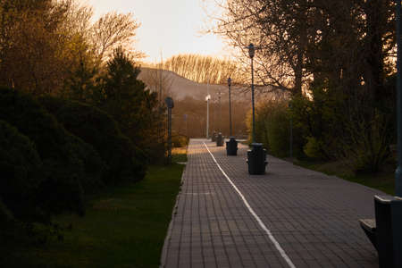 Bicycle road (alley) through the evergreen forest park. Spring, early summer. Nature, eco tourism,...