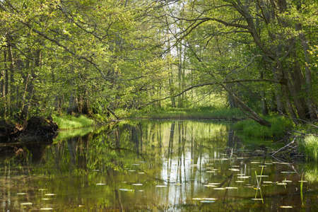 Panoramic view of the Irbe river. Kurzeme, Latvia. Majestic evergreen forest. Trees, plants. Spring,...