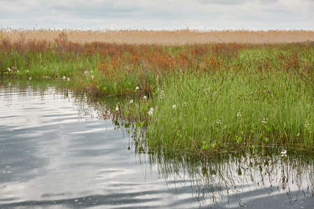 A view of the forest lake (river). Rainy day. Green plants. Reflections in water. Idyllic landscape....