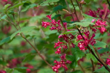 Blooming pink flowers (Weigela). Spring, early summer. Seasons, nature, ecology, landscaping design,...